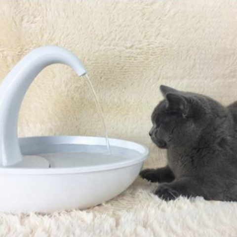 best cat water fountain