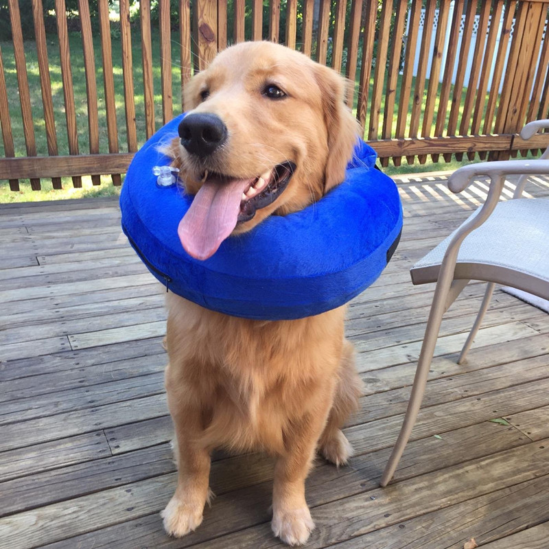 Kong shops inflatable collar review