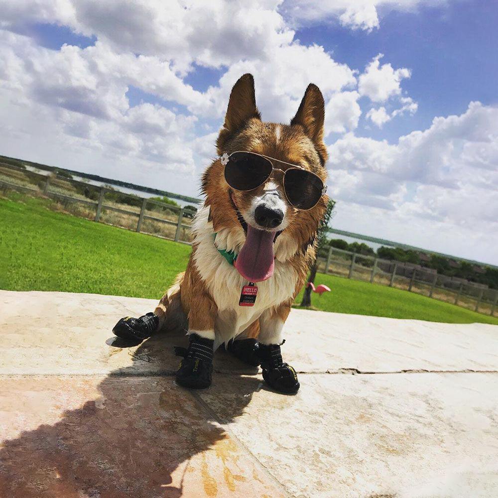 Dog with outlet shoes walking