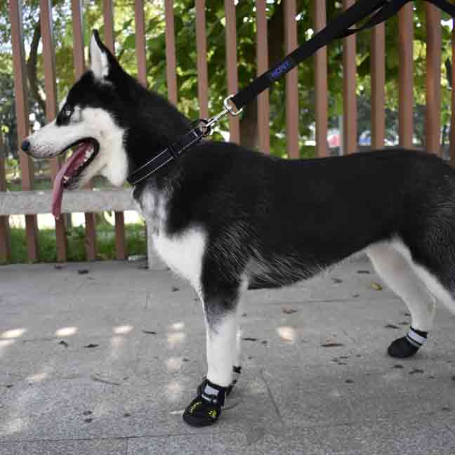 Husky dog outlet boots