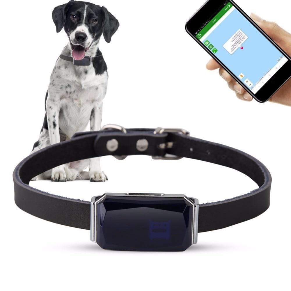 Gps dog collar outlet with app