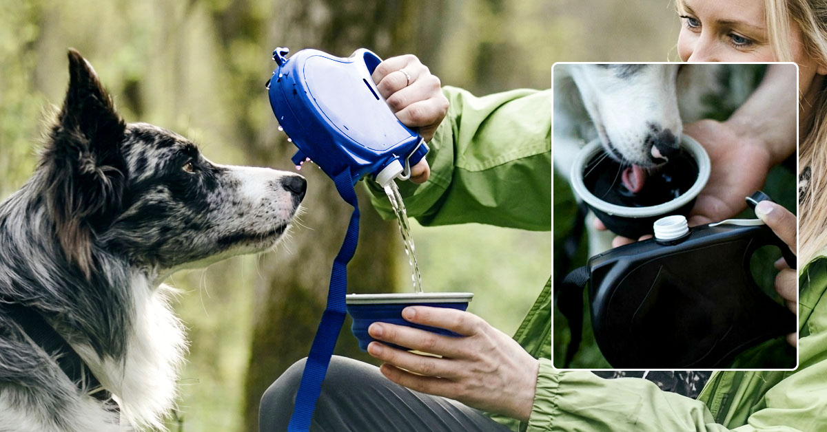 Hydrate Your Dog Instantly With Built-In 350ml Bottle
