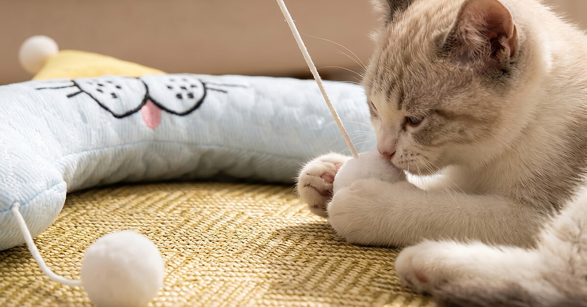 Includes a Fun Toy Ball for Playtime