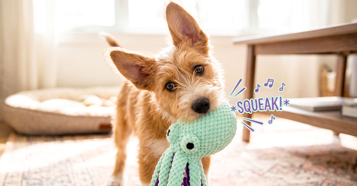 Built-In Squeaker Sparks Curiosity and Active Play