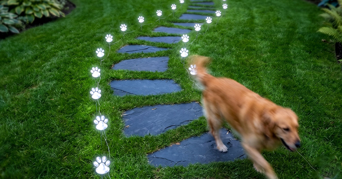 Adorable Pawprint Trail Paw Design Charms Guests