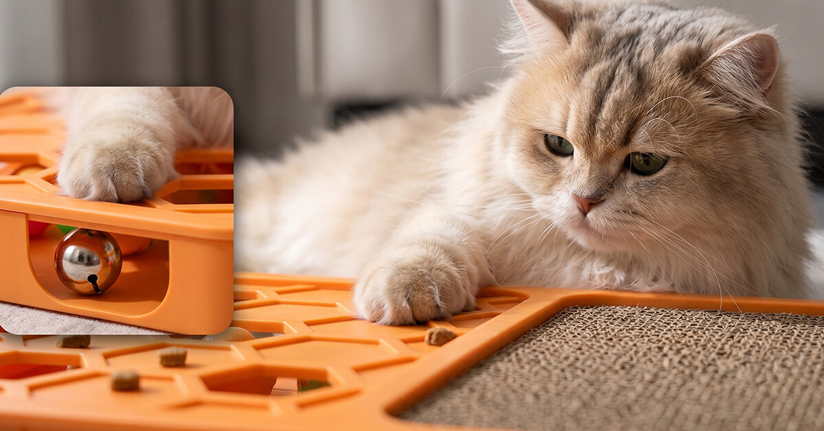 Keeps PurrPuzzle Play Sessions Fun Daily