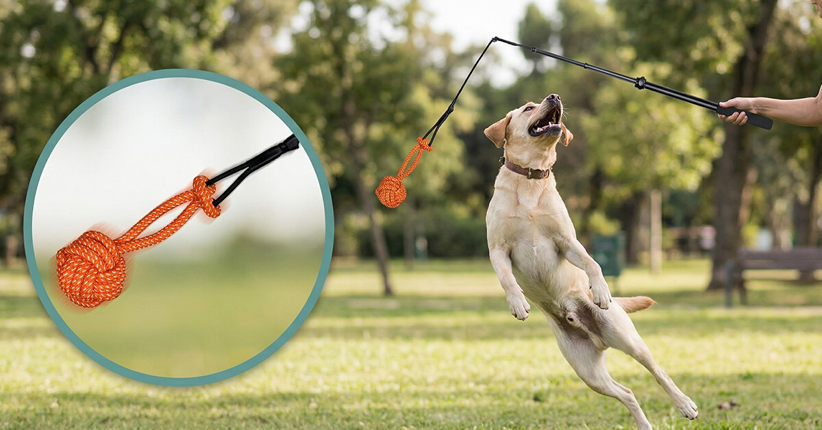 ChaseMaster Keeps Dogs Active and Happily Engaged
