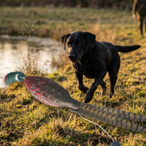 Pheasant